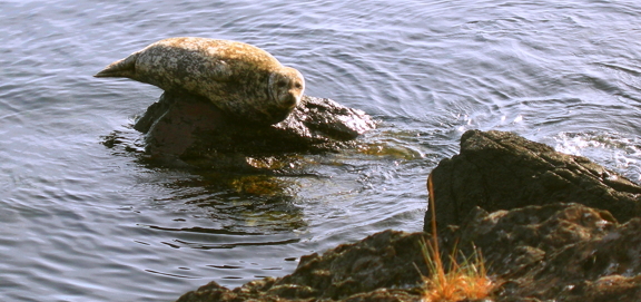The edges of a harbor seal hang over the edges of a shoreline rock in the San Juan Islands. Photo by Alex Shapiro.